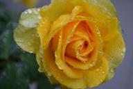 yellow-rose-rose-yellow-rain-bloom-829684.jpg