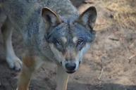 wolf-predator-animal-wild-animal-537163.jpg