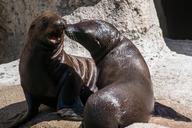 sea-lion-pup-baby-wildlife-young-1616968.jpg