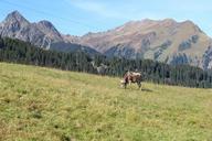 alpine-mountains-cow-pasture-579140.jpg