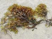 seaweed-beach-sea-9070.jpg