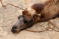 camel-impoverished-tired-break-739779.jpg