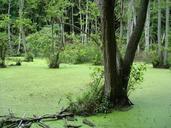 swamp-wetland-swampy-trees-nature-229250.jpg