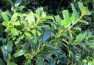 green-holly-berries-holly-plant-418138.jpg