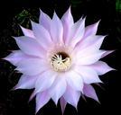 cactus-flower-nature-bloom-garden-397963.jpg