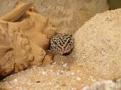 gecko-reptile-lizard-reptilian-327110.jpg