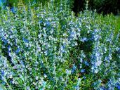 rosemary-plant-vegetation-flowers-1081426.jpg