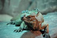 iguana-lizard-reptile-wildlife-1488387.jpg