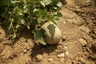 melon-orchard-plant-445861.jpg