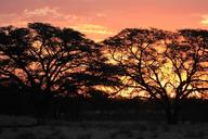 sunset-silhouette-kalahari-africa-1630330.jpg