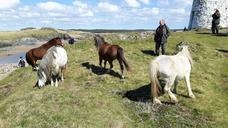 wild-horses-horse-wild-animal-1460280.jpg