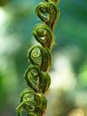 fern-fiddlehead-roll-out-roll-511131.jpg