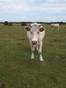 cow-field-new-forest-animal-643329.jpg