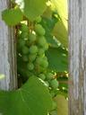 grapes-ripe-green-food-fruit-557493.jpg