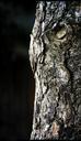 trunk-and-thu-wood-nature-bark-756094.jpg