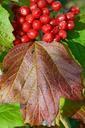 berries-autumn-leaf-plant-red-57772.jpg