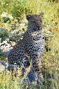 leopard-sit-animal-africa-namibia-61700.jpg