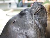 seal-the-zoo-animal-marine-1058005.jpg