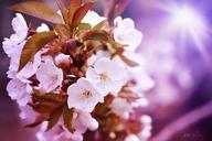 cherry-blossoms-cherry-flowers-766039.jpg