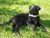 labrador-dog-puppy-dog-on-meadow-280673.jpg