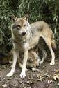 wolf-canis-lupus-european-wolf-1384943.jpg