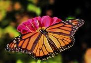 monarch-butterfly-orange-insect-580434.jpg