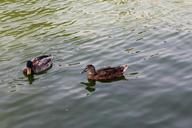 ducks-lake-zoo-animal-bird-nature-621811.jpg