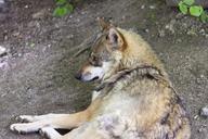 wolf-canis-lupus-european-wolf-1383972.jpg