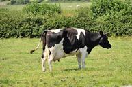 cow-moo-farm-cattle-animal-milk-452583.jpg