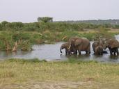 elephants-animals-wildlife-forests-261672.jpg