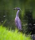 heron-bird-wildlife-water-fishing-76004.jpg