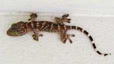 gecko-tokhe-lizard-200959.jpg