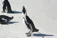 penguins-africa-endangered-sea-1185220.jpg