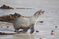 seal-robbe-beach-sea-water-500138.jpg