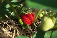 strawberry-summer-red-fruits-365427.jpg