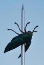 beetle-art-bug-needle-leuven-230427.jpg