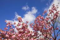 cherry-blossoms-himel-clouds-spring-323541.jpg