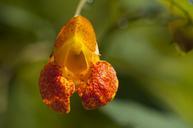 jewel-weed-orange-summer-flower-179720.jpg