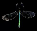 ebony-jewelwing-damselfly-insect-1425374.jpg