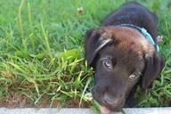 puppy-black-labrador-cute-pet-637780.jpg