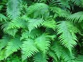 fern-plant-green-filigree-526220.jpg