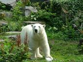 polar-bear-white-bear-859415.jpg