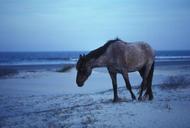 Wild horse walking on the beach equus ferus.jpg