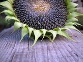 sunflower-autumn-seeds-fruit-193468.jpg