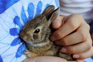 bunny-baby-bunny-baby-rabbit-brown-968856.jpg