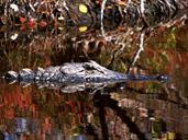 alligator-reptile-water-nature-570398.jpg