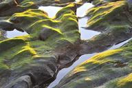 seaweed-rock-coast-water-sea-498274.jpg