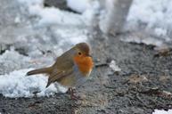 robin-bird-red-robin-82727.jpg