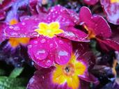 primrose-flower-pink-small-flowers-1355665.jpg