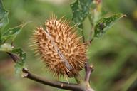 thorns-flower-thorny-yellow-490686.jpg